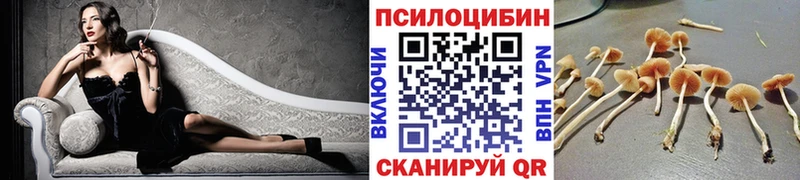 Галлюциногенные грибы Psilocybe  цены наркотик  Наволоки 